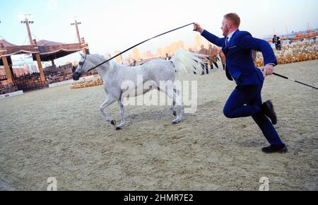 Doha, Katar. 11th. Februar 2022. Das Katara International Arabian Horse Festival (KIAHF) ist ein Weltklasse-Event und das größte Reitersportereignis, das von Katara (Katar) veranstaltet wird. Als eine der weltweit bestplatzierten Shows sind nur die besten Pferde teilnahmeberechtigt. Katar hat bereits 29 internationale Shows und Meisterschaften für reinrassige Araber veranstaltet. (Foto: Sidhik Keerantakath/Pacific Press) Quelle: Pacific Press Media Production Corp./Alamy Live News Stockfoto