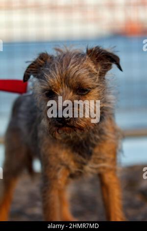 Vertikale Aufnahme eines niedlichen Hundes Stockfoto