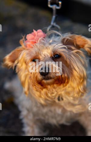 Vertikale Aufnahme eines niedlichen Hundes Stockfoto