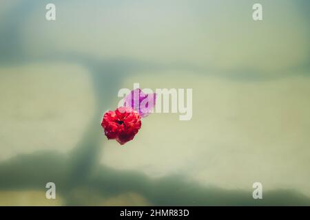 Schöner Naturhintergrund mit schwimmenden Blumen und Blättern im Wassersee Stockfoto