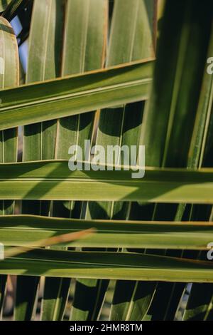 Natur geometrischer Hintergrund mit verflochtenen grünen Palmenblättern Stockfoto