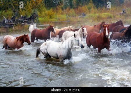 Nahaufnahme der Pferde im Galopp über einen Fluss in der Cowboyland von Alberta, Kanada. Stockfoto