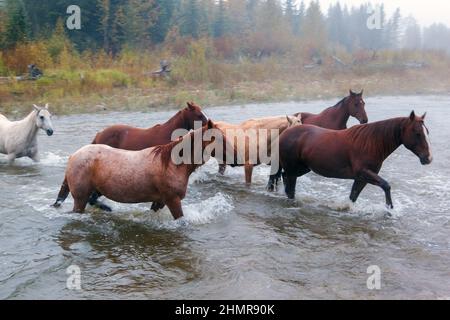 Nahaufnahme der Pferde im Galopp über einen Fluss in der Cowboyland von Alberta, Kanada. Stockfoto