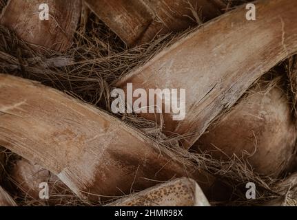 Verflochtenen Palmenbaum Rinde Stamm aus der Nähe, Holz Natur Hintergrund Stockfoto