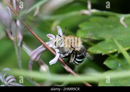 Biene, Amegilla cingulata, bestäubt eine Zebra-Kaktusblüte. Stockfoto