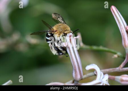 Biene, Amegilla cingulata, bestäubt eine Zebra-Kaktusblüte. Stockfoto