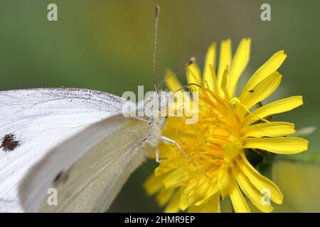 Weißkohl (Pieris rapae) Schmetterling, der sich von Nektar aus einer gelben Dandelionenblume ernährt. Stockfoto