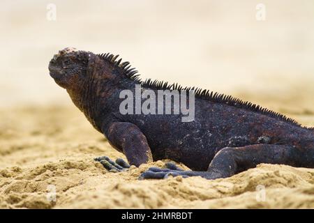 Nahaufnahme eines schwarzen, crested-Leguans auf Sand, Galapagos, Ecuador Stockfoto