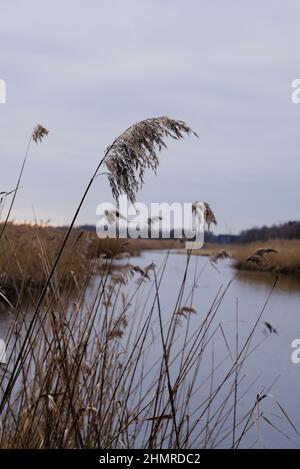 Nahaufnahme einer gewöhnlichen Schilfpflanze, die am Seeufer gegen einen bewölkten Himmel wächst Stockfoto