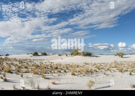Gräser, Cottonwood-Bäume und Sumacs stabilisieren den windgesponnenen Sand der Dünen. Stockfoto