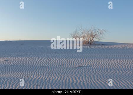 Ein kleiner Hain aus Baumwollholz ragen über dem welligen Gipssand des White Sands National Park, New Mexico. Stockfoto