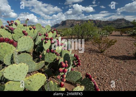 Unter der heißen Wüstensonne in der Chihuahuan-Wüste reifen stachelige Birnenfrüchte. Stockfoto