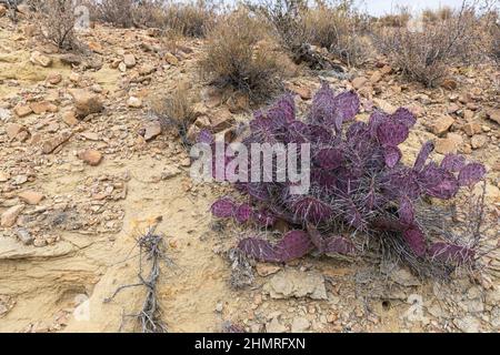 Die Farbe der violetten Kaktusbirne verstärkt sich mit Kälte- und Trockenstress. Stockfoto