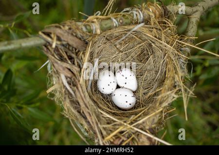 Oriolus oriolus. Das Nest des Goldenen Oriole in der Natur. Russland, die Region Rjasan (Gebiet Rjasanskaja), der Bezirk Pronsky, Denisovo. Stockfoto