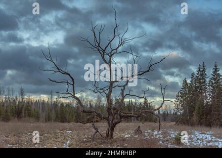 Verwelkter Baum auf einem gepflegten Wiesenfeld neben einem Mischbaumwald an einem bewölkten Tag Stockfoto