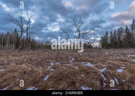 Verwelkter Baum auf einem gepflegten Wiesenfeld neben einem Mischbaumwald an einem bewölkten Tag Stockfoto