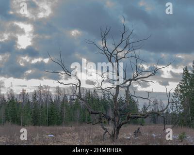 Verwelkter Baum auf einem gepflegten Wiesenfeld neben einem Mischbaumwald an einem bewölkten Tag Stockfoto