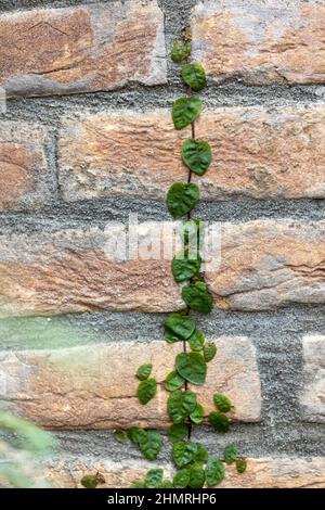 Kletternd Feigen Ficus pumila kriechend auf einer Ziegelwand Stockfoto