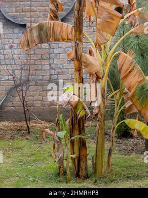 Bananenpflanzen trocknen im Winter Stockfoto