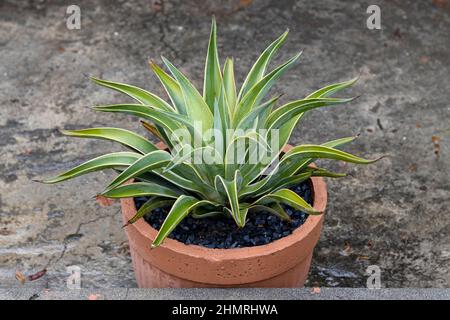 Agave Pflanze in einem großen Topf Stockfoto