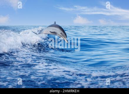 Pantropical Spotdelfin, Stenella attenuata, Springen aus dem Pazifik, Hawaii, USA. Stockfoto