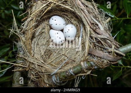 Oriolus oriolus. Das Nest des Goldenen Oriole in der Natur. Russland, die Region Rjasan (Gebiet Rjasanskaja), der Bezirk Pronsky, Denisovo. Stockfoto