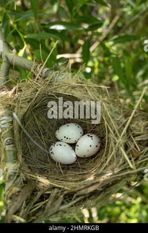 Oriolus oriolus. Das Nest des Goldenen Oriole in der Natur. Russland, die Region Rjasan (Gebiet Rjasanskaja), der Bezirk Pronsky, Denisovo. Stockfoto