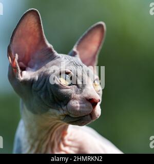 Porträt einer jungen blau-weißen kanadischen Sphynx-Katze mit gelben Augen und großen Ohren, die in der Sonne durchscheinen. Katze ist 4 Monate alt und schaut weg. Kopf Stockfoto