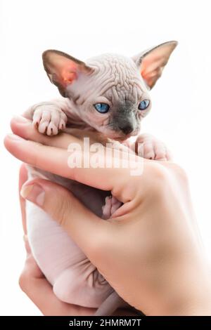 Tierarzt Hände zärtlich halten Kätzchen der kanadischen Sphynx Cat Rasse auf weißem Hintergrund. Sichtbild Stockfoto