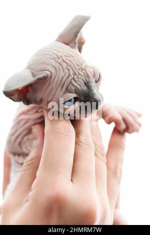 Doktor Hände zärtlich halten Kätzchen der kanadischen Sphynx Katze weiß mit blauer Nerzfarbe auf weißem Hintergrund. Sichtbild Stockfoto