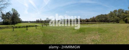 Panoramablick auf die Charleston Tea Garden Fields Stockfoto