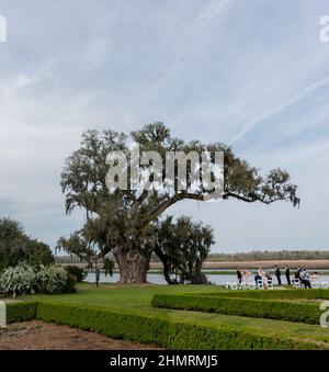 Eine Hochzeit in der riesigen Middleton Oak Tree in Charleston, South Carolina Stockfoto