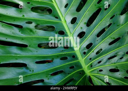 Nahaufnahme des Monstera-Blattes Stockfoto