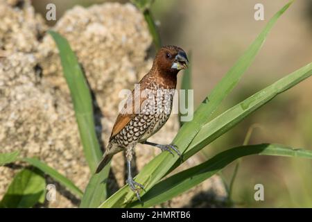 Nahaufnahme einer schuppigen Munia (Lonchura punctulata) Stockfoto