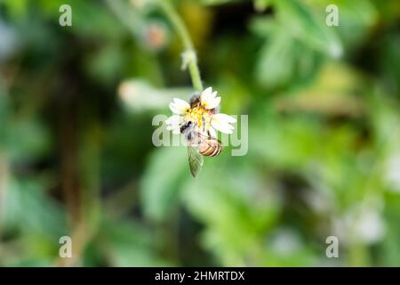 Fleißige Biene sammelt Nektar von einer wilden Grasblume Stockfoto