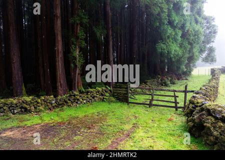 Steinmauer am Wald und Holztor, das Zugang zu Weiden gibt. Stockfoto