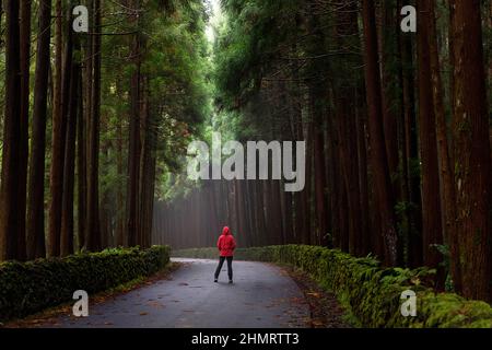 Frau in roter Jacke, die auf einer Waldstraße in einem magischen Wald, Terceira, Azoren, Portugal, steht Stockfoto