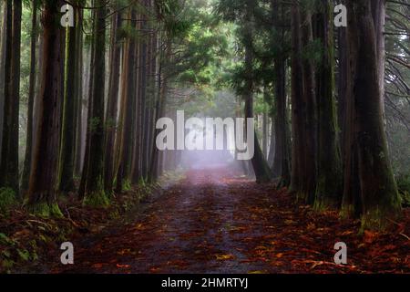 Unheimliche Foggy Misty Forest Woods, Terceira, Azoren, Portugal Stockfoto