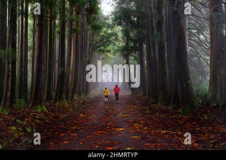 Mutter und Kind wandern auf einem Waldweg, der von gefallenen Blättern bedeckt ist, in einem magischen Wald, Terceira, Azoren, Portugal Stockfoto