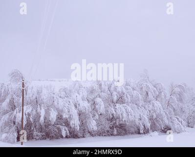 Weidenbäume mit Schnee bedeckt.Ein Bild von verschneiten Winter Stockfoto