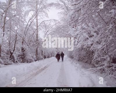 Eine Straße mit Bäumen auf beiden Seiten und komplett mit Schnee bedeckt, und ein Mann und eine Frau gehen auf dieser Straße, ihre Gesichter unsichtbar. Ein schneebedeckter Winter ph Stockfoto