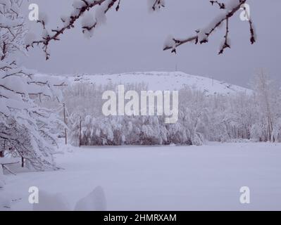 Weidenbäume mit Schnee bedeckt.Ein Bild von verschneiten Winter Stockfoto