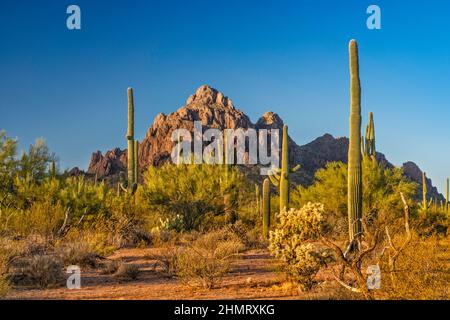 Ragged Top Mountain, saguaro Forest, bei Sonnenaufgang, Silver Bell Mountains, Ironwood Forest National Monument, Arizona, USA Stockfoto