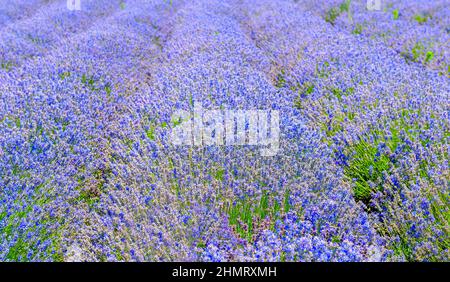 Lavendel blühendes Feld an einem sonnigen Tag, reiche Farben der Provence. Frankreich Stockfoto