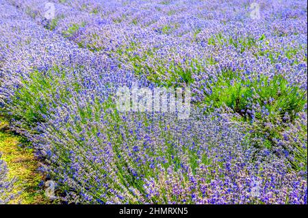 Lavendel blühendes Feld an einem sonnigen Tag, reiche Farben der Provence. Frankreich Stockfoto