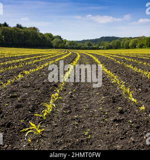 Landwirtschaft erschossen: Reihen von jungen Maispflanzen wachsen auf einem riesigen Feld mit dunklen fruchtbaren Boden, die zum Horizont Stockfoto