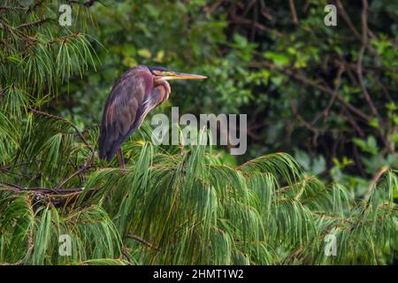 Ein purpurner Reiher, Aedrea Purpurea, thront in einer Baumkiefer in einer Holzplantage in Magoebaskloof, Südafrika. Stockfoto