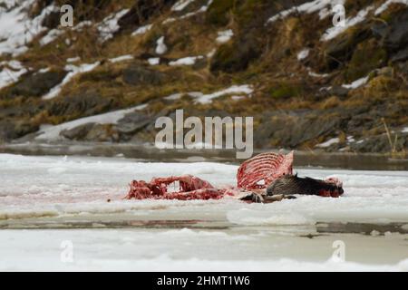 Kadaver eines von Wölfen getöteten Hirsches. Bieszczady-Gebirge, Karpaten, Polen. Stockfoto