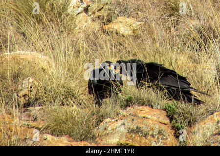 Zwei Adler von Verreaux, Aquila verreauxii, stehen auf dem Boden als Kill in den grauen Hügeln des Vorstadtparks von Kloofendal in Roodepoort, Südafrika Stockfoto