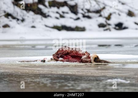 Kadaver eines von Wölfen getöteten Hirsches. Bieszczady-Gebirge, Karpaten, Polen. Stockfoto